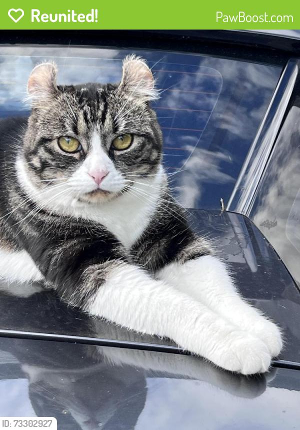 Reunited Male Cat last seen Near esplanade Mount Martha, Mount Martha, VIC 3934