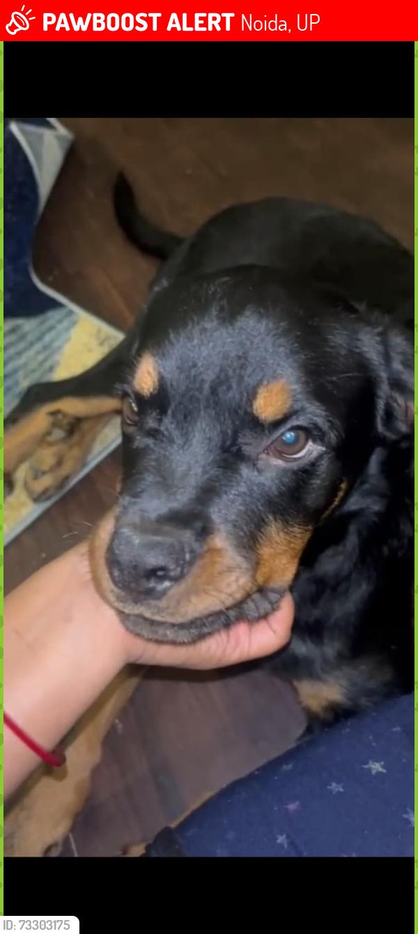 Lost Female Dog last seen SECTOR 34, NOIDA, Noida, UP 201307