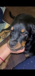Lost Female Dog last seen SECTOR 34, NOIDA, Noida, UP 201307