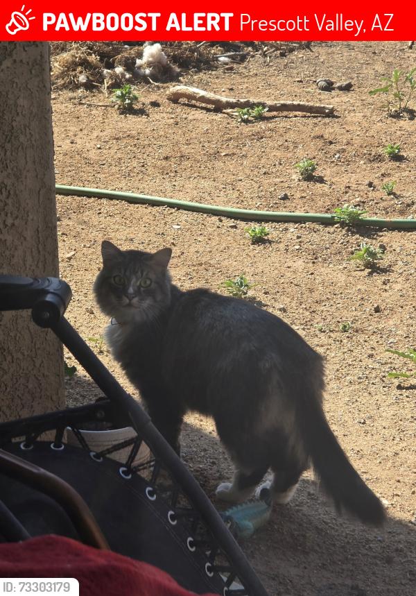 Lost Male Cat last seen Robert rd and Spouse, Prescott Valley, AZ 86314