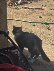 Lost Male Cat last seen Robert rd and Spouse, Prescott Valley, AZ 86314