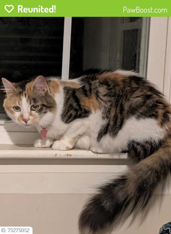 Reunited Female Cat last seen May be in the area around Springvale Park, Sanford, ME 04083