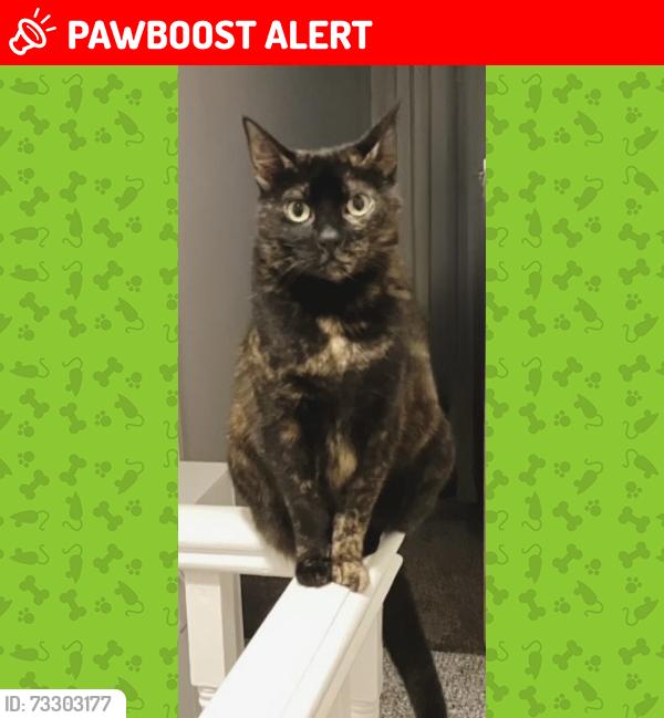 Lost Female Cat last seen Albert Street, consort street, Rhondda Cynon Taf, Wales 