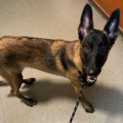 Shelter Stray Female Dog last seen , 361 S Raymond Ave, Pasadena, CA 91105, USA