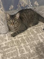 Found/Stray Unknown Cat last seen Wicked CT, West Bloomfield, West Bloomfield Township, MI 48323