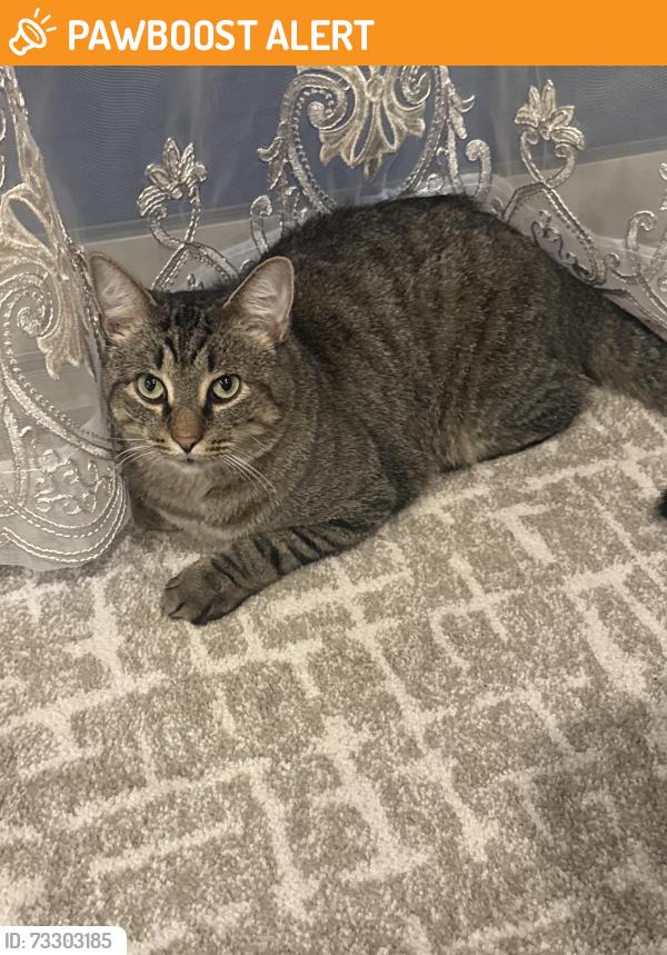Found/Stray Unknown Cat last seen Wicked CT, West Bloomfield, West Bloomfield Township, MI 48323