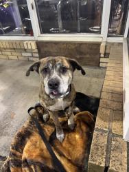 Lost Male Dog last seen Jones, Rock Hill, SC 29730