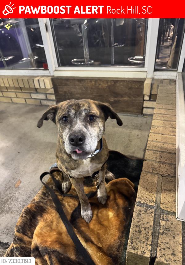 Lost Male Dog last seen Jones, Rock Hill, SC 29730