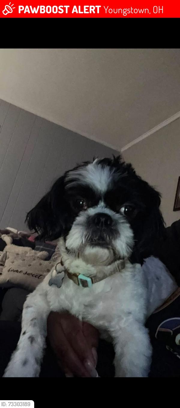 Lost Male Dog last seen Market st Youngstown Ohio/Glenwood avenue Youngstown Ohio, Youngstown, OH 44507