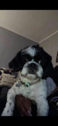 Lost Male Dog last seen Market st Youngstown Ohio/Glenwood avenue Youngstown Ohio, Youngstown, OH 44507