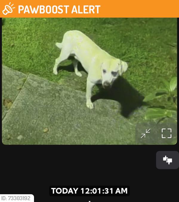 Found/Stray Male Dog last seen South Rugby Road, Henderson County, NC 28791