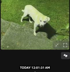 Found/Stray Male Dog last seen South Rugby Road, Henderson County, NC 28791