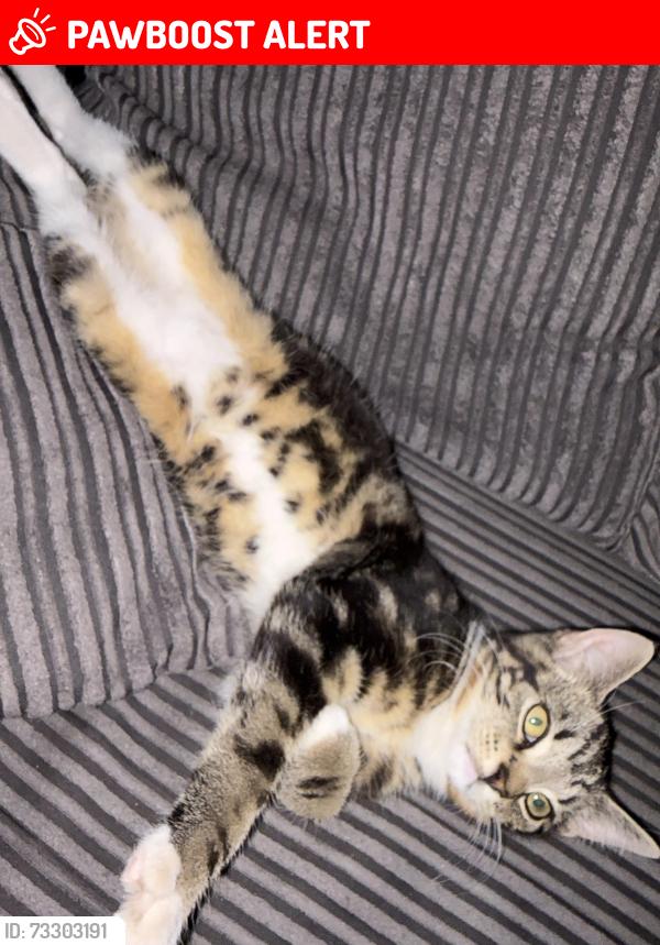 Lost Female Cat last seen Melbourne Close, Hill Top, England B70 0SH