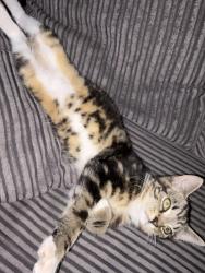 Lost Female Cat last seen Melbourne Close, Hill Top, England B70 0SH