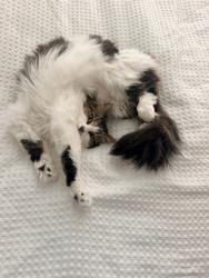 Lost Female Cat last seen Near doctors, Yatton, England 