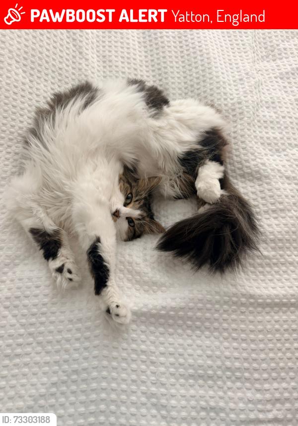Lost Female Cat last seen Near doctors, Yatton, England 