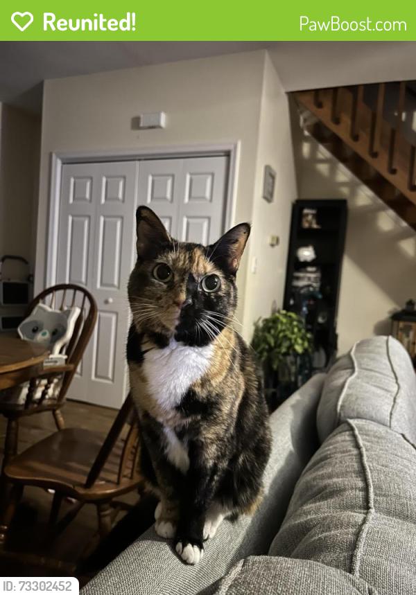 Reunited Female Cat last seen Witchduck Rd. And Pembroke Blvd, Virginia Beach, VA 23455