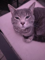 Reunited Male Cat last seen Willow Run Wilmington, DE 19805, New Castle County, DE 19805