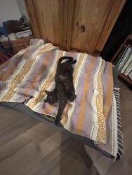 Reunited Male Cat last seen N springbrook rd, Newberg, OR 97132