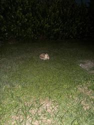 Found/Stray Unknown Rabbit last seen Found in my backyard, Cape Coral, FL 33990