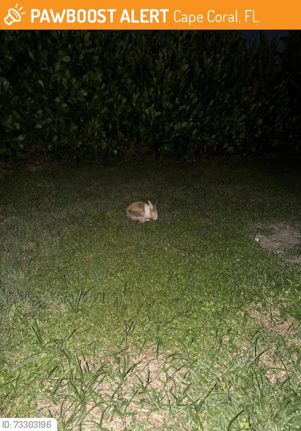 Found/Stray Unknown Rabbit last seen Found in my backyard, Cape Coral, FL 33990