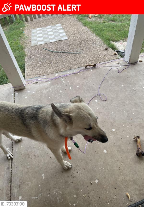 Lost Female Dog last seen County Rd 3724 and 47 in Wills Point, Van Zandt County, TX 75169