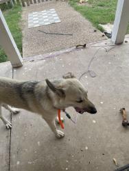 Lost Female Dog last seen County Rd 3724 and 47 in Wills Point, Van Zandt County, TX 75169