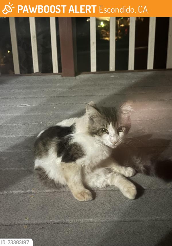 Found/Stray Unknown Cat last seen Rimrock Dr & Sheridan Ave, Escondido, CA 92027