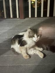 Found/Stray Unknown Cat last seen Rimrock Dr & Sheridan Ave, Escondido, CA 92027