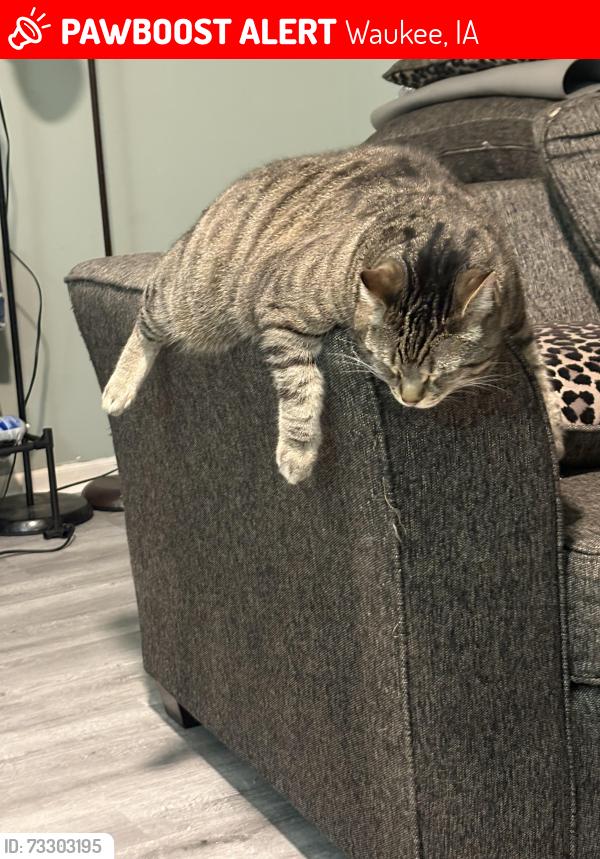 Lost Male Cat last seen Florence dr& university ave waukee, iowa, Waukee, IA 50263