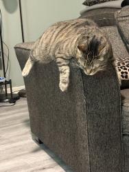 Lost Male Cat last seen Florence dr& university ave waukee, iowa, Waukee, IA 50263