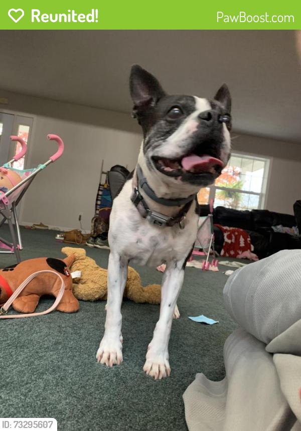 Reunited Male Dog last seen Sandy lake, Sandy Lake, PA 16145