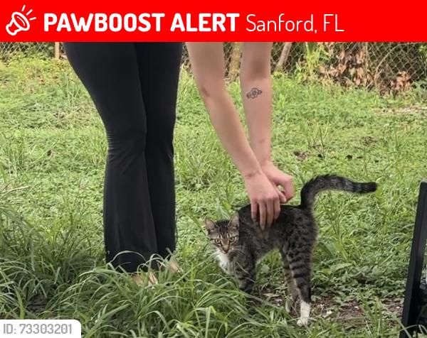 Lost Female Cat last seen S elm Ave & 24th, Sanford, FL 32771