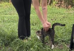 Lost Female Cat last seen S elm Ave & 24th, Sanford, FL 32771