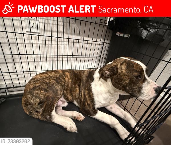 Lost Male Dog last seen Broadway, Sacramento, CA 95818