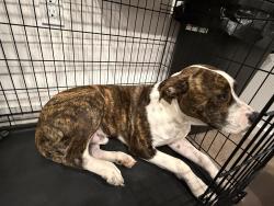 Lost Male Dog last seen Broadway, Sacramento, CA 95818