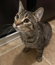 Found/Stray Unknown Cat last seen Mars-Evans City Road, Mars, PA 16046