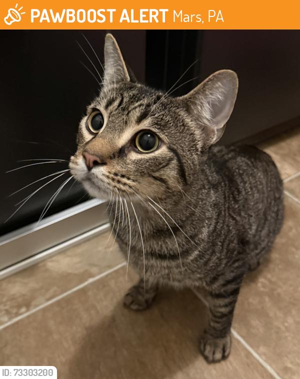 Found/Stray Unknown Cat last seen Mars-Evans City Road, Mars, PA 16046