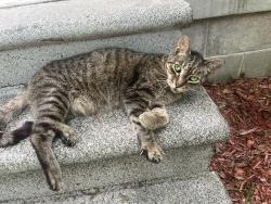 Reunited Male Cat last seen Puerile Circle, Oglethorpe County, GA 30628