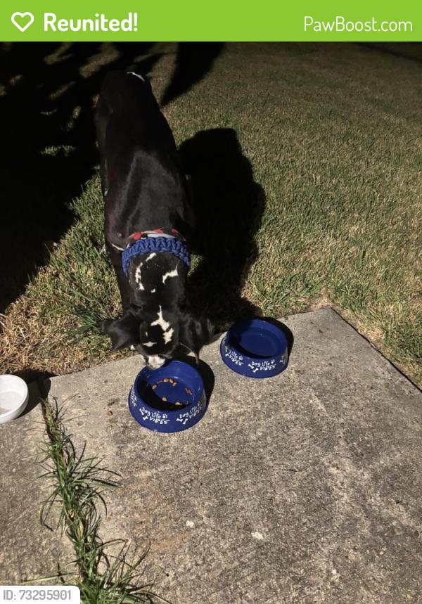 Reunited Male Dog last seen Del Glen Lane, Houston, TX 77072