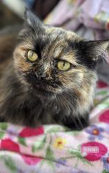 Reunited Female Cat last seen Cambalt Road, Greater London, England SW15 6EP