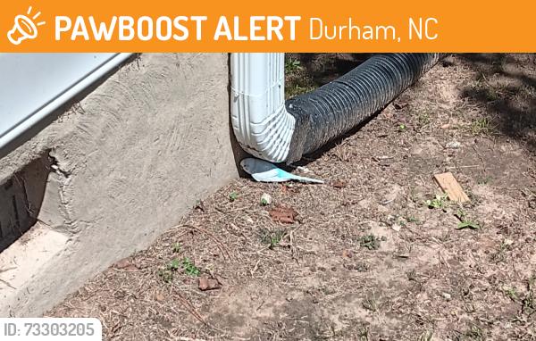 Found/Stray Unknown Bird last seen Pilot st, Durham, NC 27707