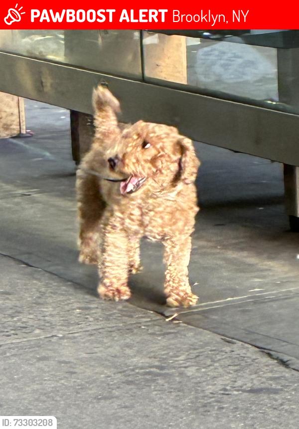 Lost Unknown Dog last seen L Train Brooklyn, Brooklyn, NY 11207