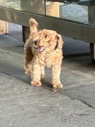 Lost Unknown Dog last seen L Train Brooklyn, Brooklyn, NY 11207