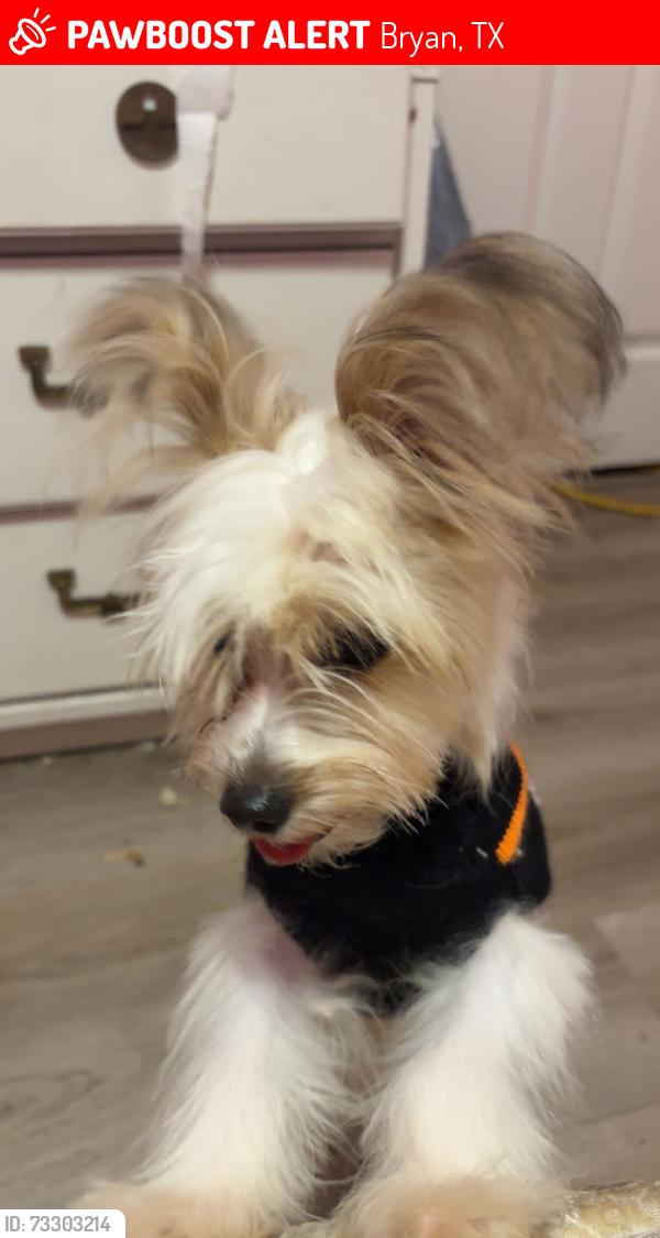 Lost Male Dog last seen Lippard loop, Bryan, TX 77803
