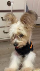Lost Male Dog last seen Lippard loop, Bryan, TX 77803
