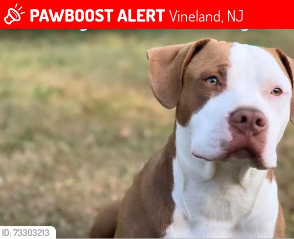 Lost Male Dog last seen West blvd / Montrose st, Vineland, NJ 08360