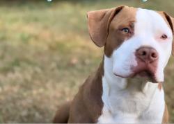 Lost Male Dog last seen West blvd / Montrose st, Vineland, NJ 08360