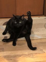 Reunited Female Cat last seen 71st and Ralston, Indianapolis, IN 46240