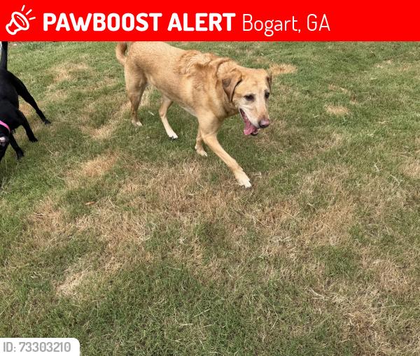 Lost Female Dog last seen The Aberdeen off Hwy 78, Bogart, GA 30622